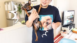 ケーキ見たら突然暴れ出しましたwww ワチャワチャお誕生日！～多頭飼い～チワワ・シーズー・ミニチュアピンシャー・トイプードル