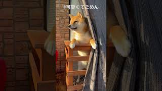 熱烈なお出迎えをする柴犬☆