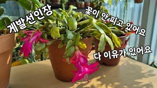 게발선인장 잎이  쭈글거리고 꽃을 못피우고 있는 이유는 이래서 그래요/게발선인장 잘 키우기 위한 팁