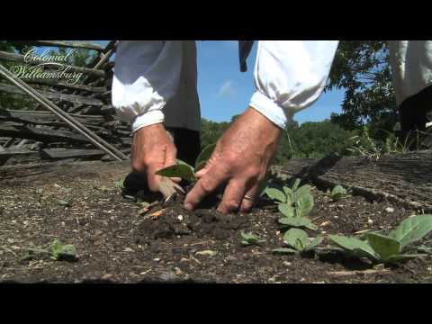 What did farmers grow in the 1800s?
