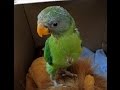 Plum headed parakeet - Hungry baby vocalizing 2