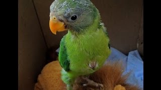 Plum headed parakeet - Hungry baby vocalizing 2