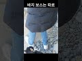 후식도 먹어 바다냥이 고양이 고양이일상 cat catlover cute shorts