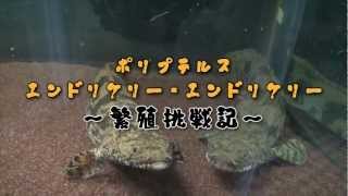 ポリプテルス・エンドリケリー・エンドリケリー 繁殖挑戦記