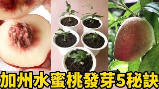 加州水蜜桃發芽5祕訣 | 5 secrets for sprouting California peaches