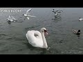 from 0 to 130 days old how do wild mute swan cygnets grow change each week uk wildlife species