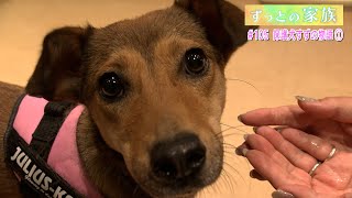 ずっとの家族「保護犬“すず”の物語 (1) 」