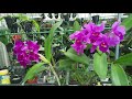 【犀利小農莊7】老欉嘉德利亞cattleya procia 破甲與 cattleya bactia 這樣養必開花