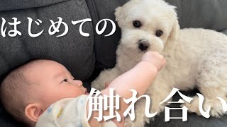 赤ちゃんに初めて撫でられた時の兄犬の反応に飼い主感動…笑【マルプー×生後4ヶ月】