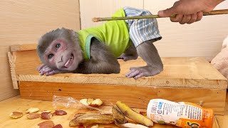 OMG! Naughty monkey MAX ruined his house