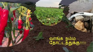 நம்ம தோட்டம் | விவசாயம் பாக்கலாம் வாங்க!!! | Our Family Farm | Proud Farmer !!!!