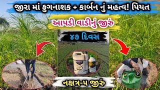 જીરા માં ફુગનાશક ! કાર્બન નું કેટલું મહત્વ ! લીલો ! પીળો સુકારો! ૪૦ દિવસ ના જીરા માં આપેલ ! ફુગનાશક