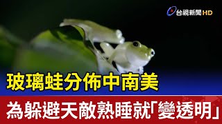 玻璃蛙分佈中南美 為躲避天敵熟睡就「變透明」