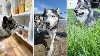 4 oddly specific things my huskies asked for!