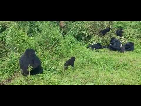Amazing Gorillas Youtube