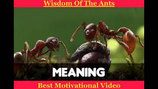 Wisdom Of The Ants - Best Motivational Video