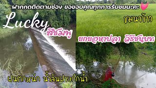 ชมนาข้าว น้ำล้นห้วย ยกสะดุ้งหาปลา ยกยอหาปลาวิถีชนบท ที่นี่อำเภอสีชมพู