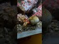 Crab in a fish tank