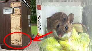 Как поймать мышь🐁? Разборка каркасного дома⛪️ спустя 5 лет.
