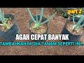 CARA MENAMBAHKAN MEDIA TANAM BAWANG DAUN DI POLYBAG AGAR CEPAT BANYAK