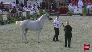 28th Qatar Intl TITLE Show - Class 9