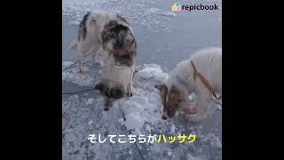 雪を食べる犬たち #shorts