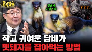 한국에 반도체가 있다면 고구려엔 담비가 있었다! 삼국지 '손권'도 좋아했다고..? (팔도 동물 열전)