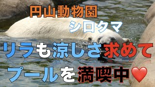 【円山動物園シロクマ】リラも涼しさ求めてプールを満喫中❤️