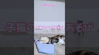 【チビびび】子猫のひとり遊び #cat #猫 #子猫 #猫動画 #チビびび