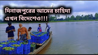 বিদেশে যাচ্ছে দিনাজপুরের আম। Bidesh a jasse dinajpurer am