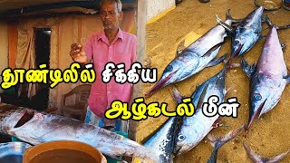 தூண்டிலில் சிக்கிய ஆழ்கடல் மீன்  | இலங்கையின்  மீன் சுரங்கம்| Deep sea fish caught on bait |