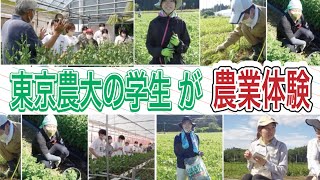 東京農大の学生さんたちが町内で農業や稲刈りを体験！【なみえチャンネル第402回】