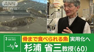 日本人の魚離れを止める「骨まで食べられる魚」　環境負荷も軽減　世界唯一の研究開発【ワイド！スクランブル】(2025年2月27日)