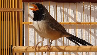 Black-throated Saltator champion live for teaching puppies and singing stimulation for adults!