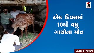 Cow | એક દિવસમાં 10થી વધુ ગાયોના મોત | Gujarat