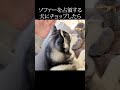 ソファーを占領する犬に後ろからチョップしたらこうなった... shorts