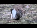 Greater Sage-Grouse (Centrocercus urophasianus) display