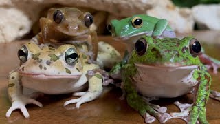 omg✨ Frogs and Toad🐸