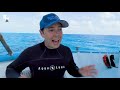 MASSIVE Hammerhead Shark Filmed in Bahamas!