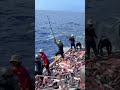 Tuna Fishing Madness in the Maldives: Watch the Action!