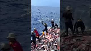 Tuna Fishing Madness in the Maldives: Watch the Action!