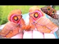 Moths: Giant Pet Moths! - My weird hobby (Bart Coppens)