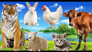 Suara Hewan : Sapi, Harimau, Kucing, Domba, Kelinci,  Ayam - Momen Hewan