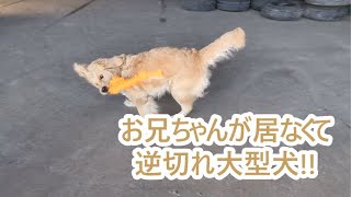 柊が退職したことに気が付き始め逆切れする大型犬。ゴールデンレトリバーティト。