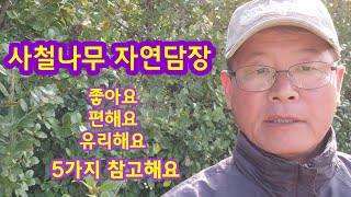 사철나무 자연담장 만들기 밀원수 특성 사시사철 늘푸른나무