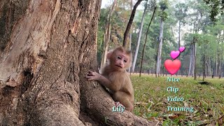 17-Day-Old Baby Monkey Lily🌱Activities Cute Baby Lily In The Morning🐵