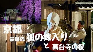 【京都高台寺】絶対見てね！今年で最後の狐の嫁入り！高台寺と円山公園の枝垂れ桜！