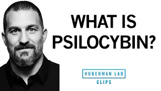 What Is Psilocybin (Magic Mushrooms) & What Are Its Effects? | Dr. Andrew Huberman