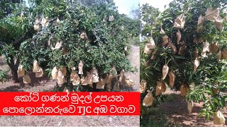 කෝටි ගණන් මුදල් උපයන පොලොන්නරුවෙ TJC අඹ වගව