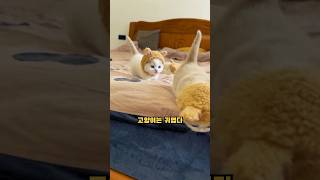 고양이를 키워야하는 이유 #shorts